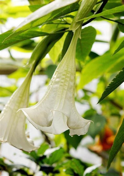 松樹開白花|花草樹木五彩繽紛，三十餘種開白花，你又見過哪些呢？大飽眼。